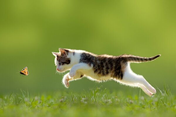 Tricolor cat hunts for a butterfly