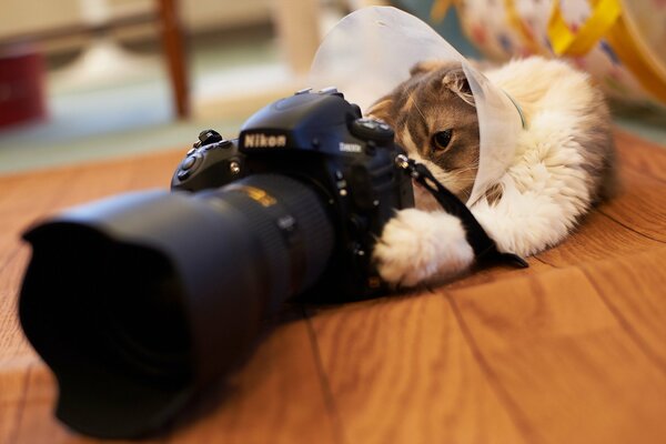 The cat takes pictures with a Nikon camera