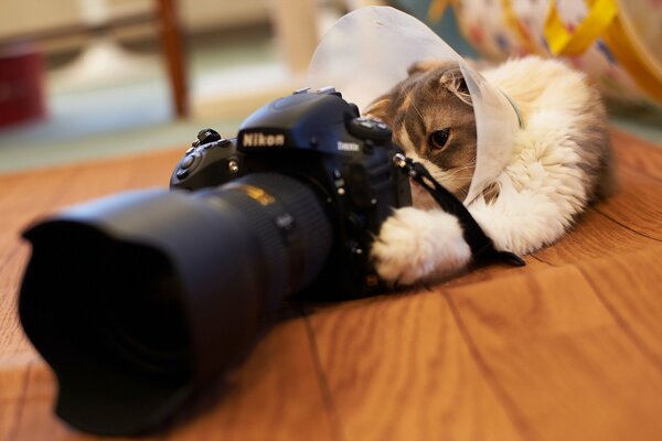 Kot robi zdjęcia aparatem Nikon