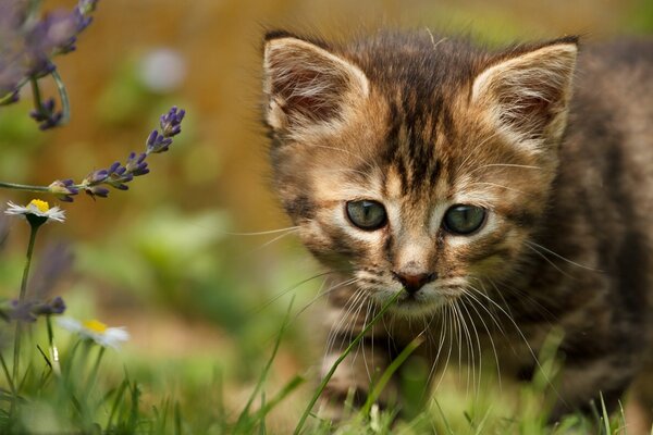 A little kitten is hunting in the field