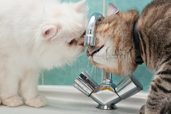 Deux chats attendent l eau du robinet