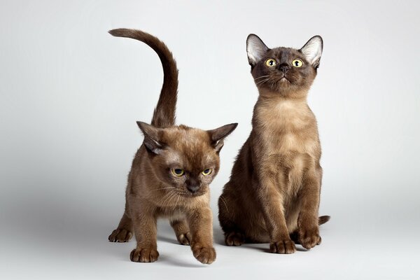 Composition of cats on a white background with a play of light