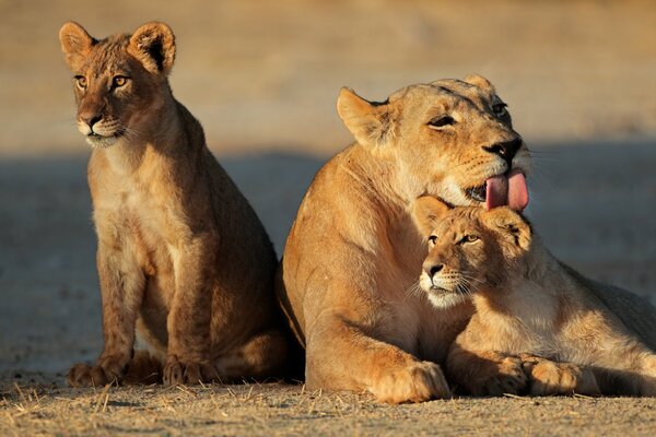 Mother lioness with her cubs