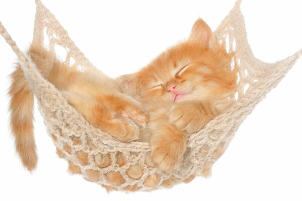 Red-haired cat gets high in a hammock