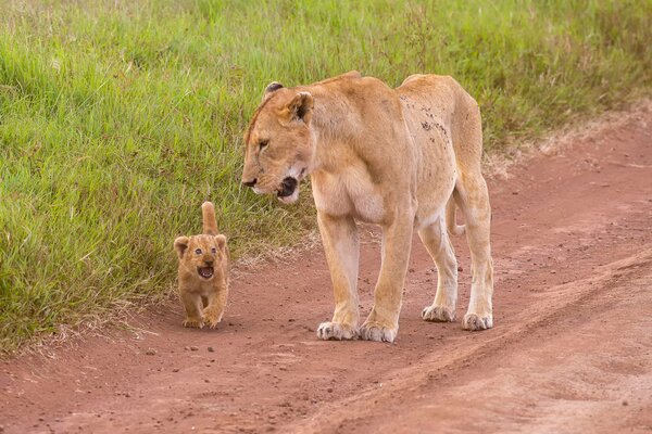 Lionne et son lionceau se promènent sur la route