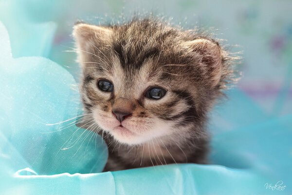 The head of a baby kitten appeared from the delicate sheets