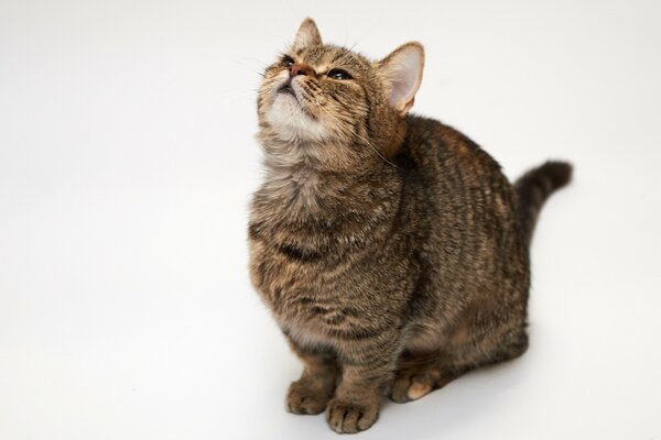 Katze auf weißem Hintergrund schaut nach oben