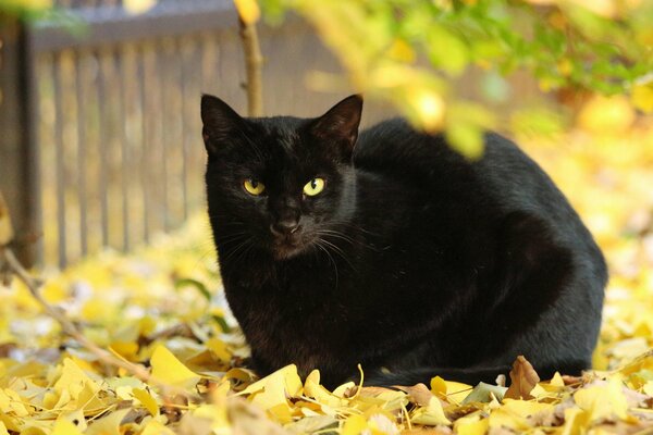 A black cat sits on yellow leaves