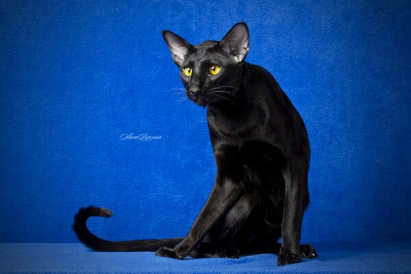 Anmutige schwarze orientale Katze mit langem Schwanz