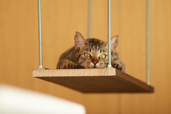 Striped cat resting on a shelf