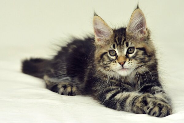 A gray striped Maine Coon kitten is lying on a white sheet