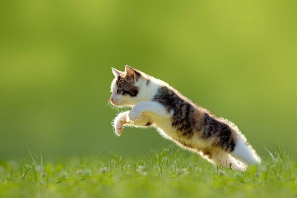 Salto de gato en la hierba