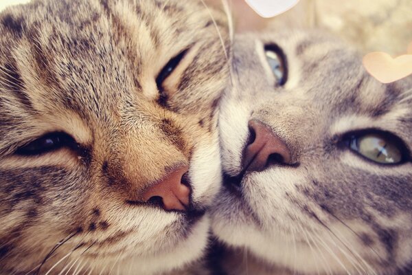 Deux visages de chat se frottant