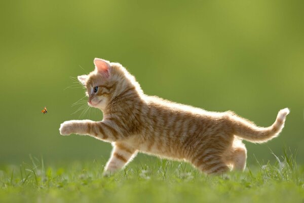 Gato de dibujos animados jugando con una mariquita en la hierba