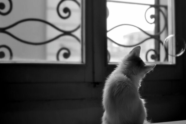 Un chaton curieux regarde par la fenêtre