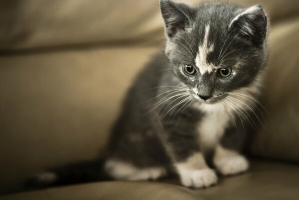 Petit chaton gris et blanc regarde dans le coin