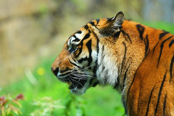 In profile, the tiger looks very predatory