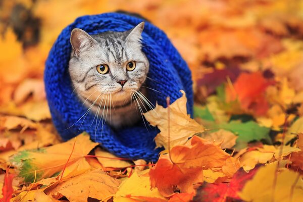 Gato con bufanda en otoño