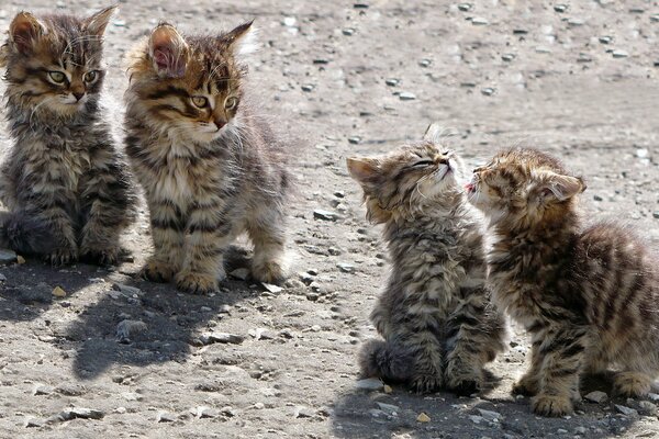 Беспризорные котята играют на солнце