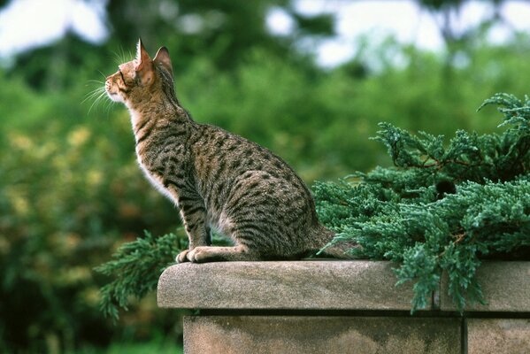 Eine gefleckte Katze sitzt auf einer Steinbrüstung