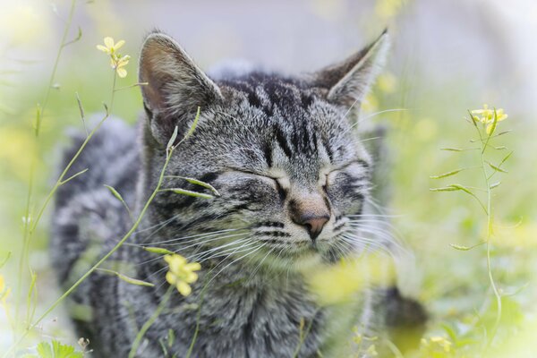 Grey striped cat in green grass