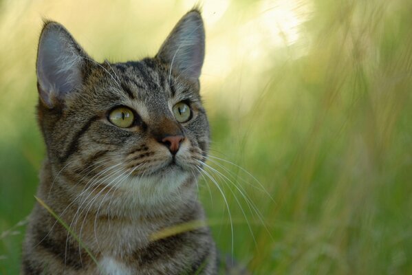 Серый кот на фоне травы