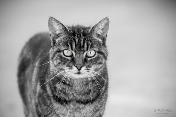 Schwarz-Weiß-Foto einer Schnurrbart-Katze