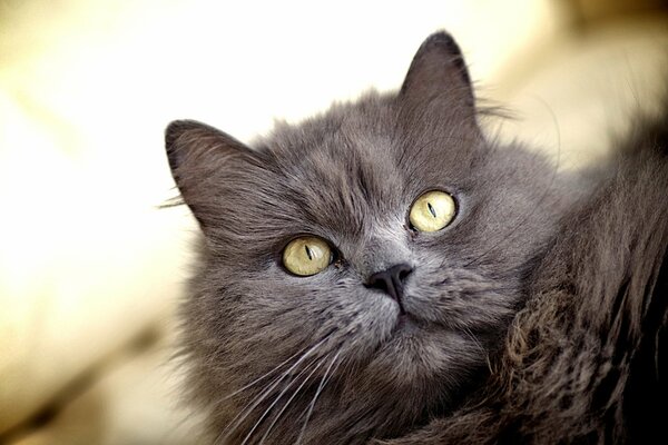 Der Blick einer flauschigen grauen Katze