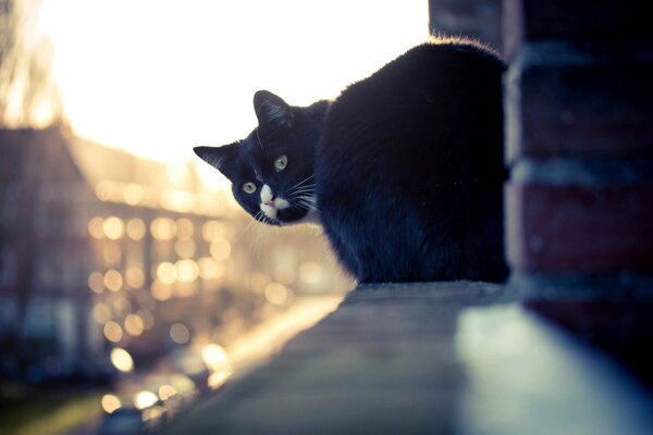 Black cat on the windowsill of the house