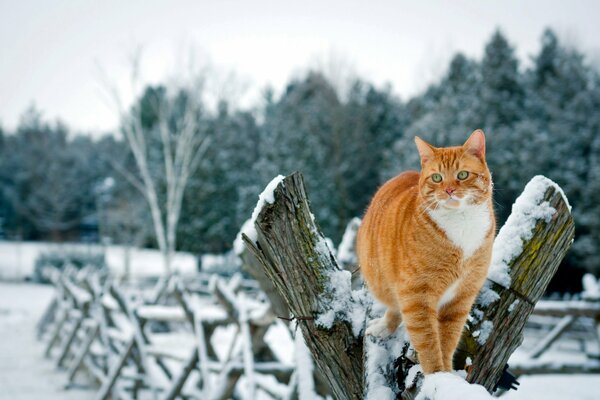 Red cat on the fence in the white snow