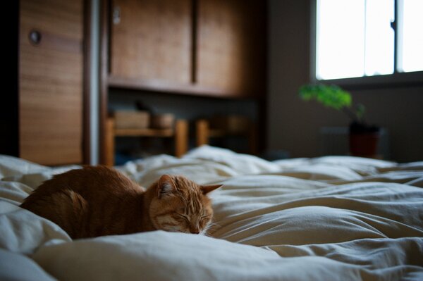 Pelirroja gato disfrutando en la cama