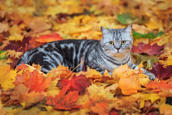 Grey cat in autumn leaves