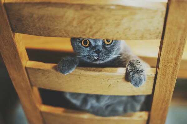 Cat on a chair with orange eyes