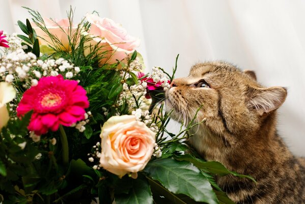 Katze schnüffelt einen Blumenstrauß