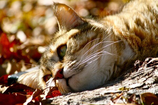 Macro shooting of a red cat in autumn leaves