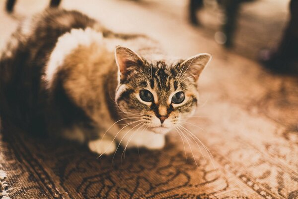 Un gato con una mirada linda yace en la alfombra