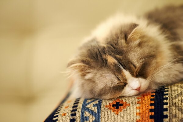 Puszysty kot śpi spokojnie na kolorowej poduszce