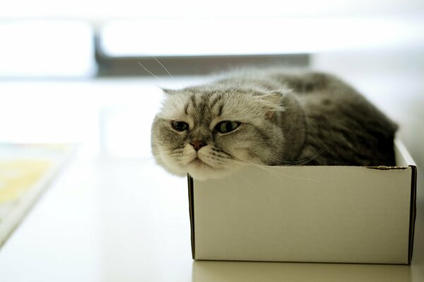 The gray cat climbed into the box