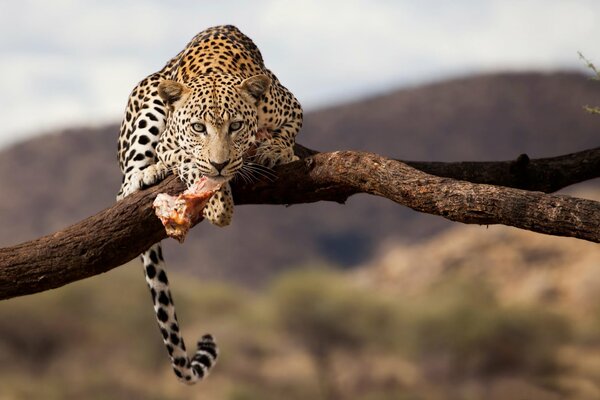 Leopard on a branch in the wild