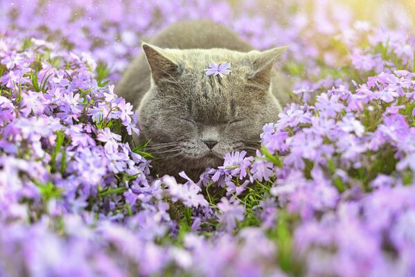 Rêve heureux d un chat dans un champ de fleurs
