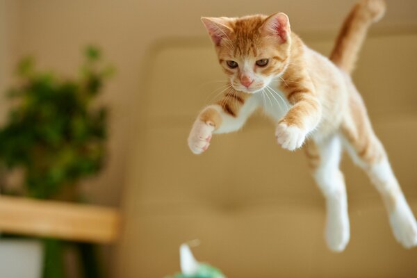 Chat roux actif saute dans la chambre