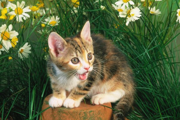 Surprised Kitten in the grass with daisies