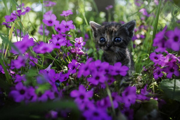 Ein blauäugiges Kätzchen in Blumen