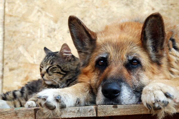 Die Freundschaft einer gestreiften Katze und eines roten Hundes