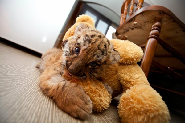 Tigger plays with a teddy bear