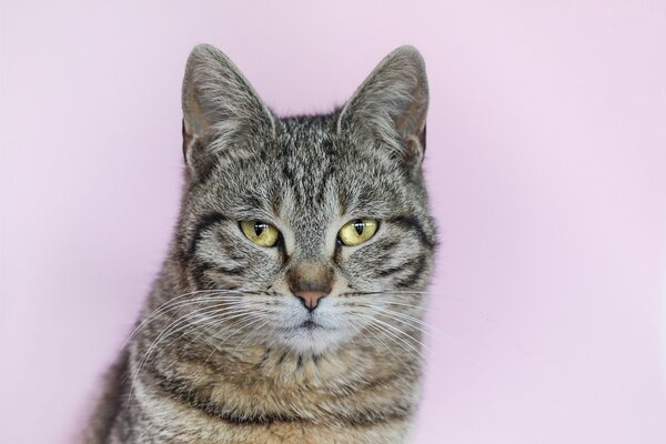 Retrato de un gato rayado gris