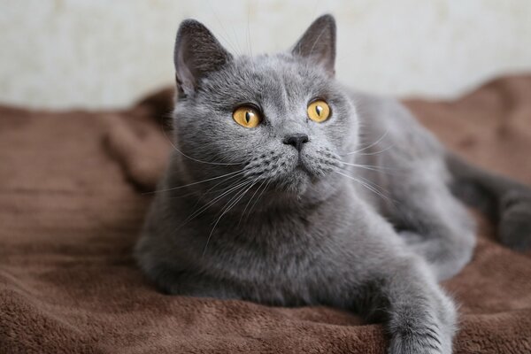 A beautiful smoky cat is lying on the sofa