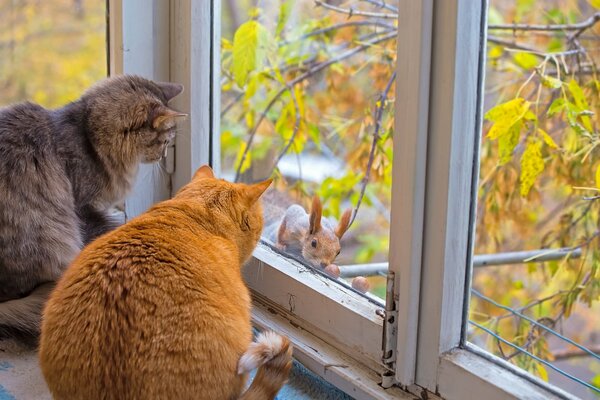 Katzen schauen durch das Fenster auf das Eichhörnchen