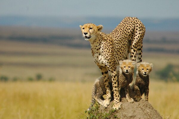 Famiglia di ghepardi africani in una passeggiata