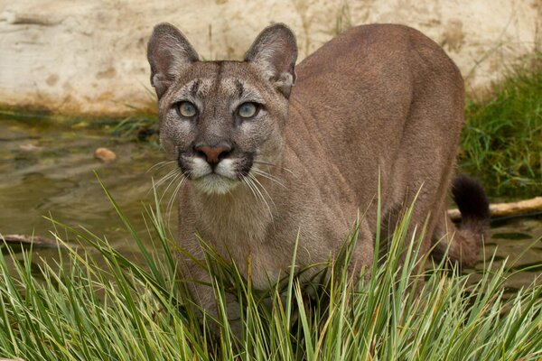 Cougar sneaks across the water through the bushes